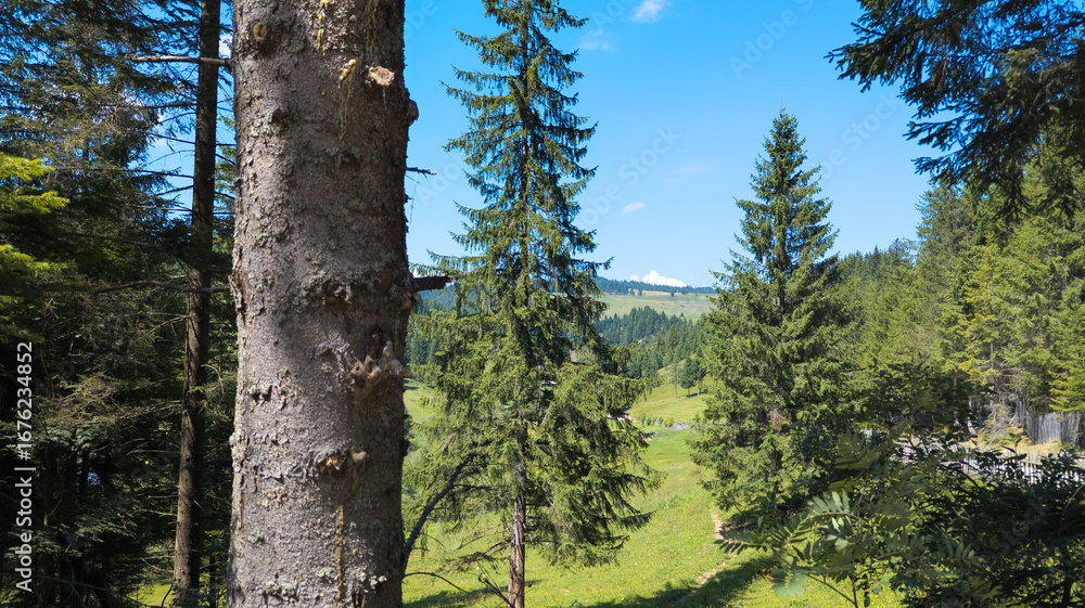 Fototapeta premium Scenic alpine valley and fir trees on a sunny summer day