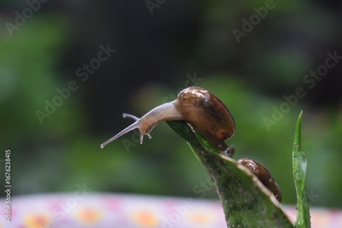 A slow, slimy gastropod with a brown shell crawls across a green leaf in a macro close-up in the garden
