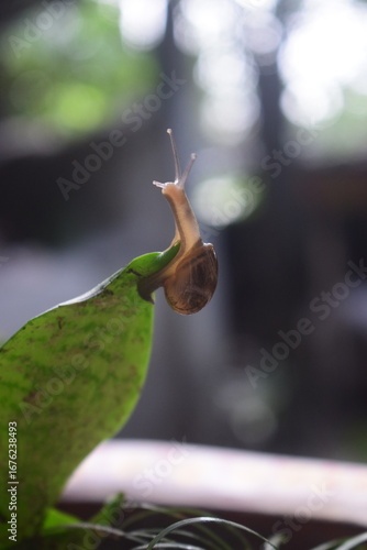 A small brown snail slowly crawls on a green leaf after a spring rain