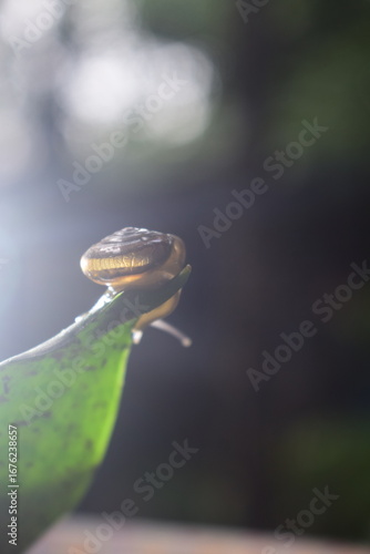 A small spider rests on a green leaf, a captivating macro shot of wild nature