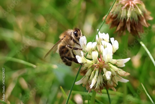 bee on a flower