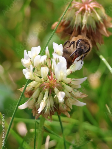 close up of a bee on a flower