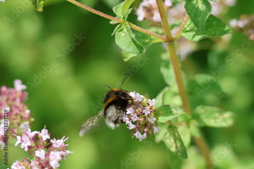 	bumblebee ready to take off
