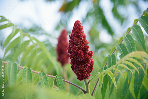 Close-up of Staghorn Sumac (Rhus typhina) in Summer Foliage