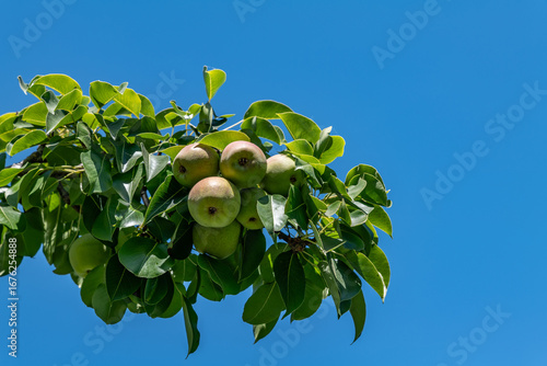 Pyrus communis, the common pear. Country Lane Elementary School. Santa Clara Valley. San Jose, California
