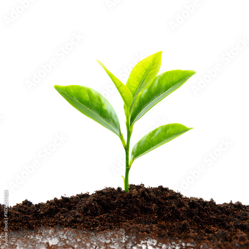 Wallpaper Mural A vibrant green seedling emerging from soil on a dark background symbolizes growth Torontodigital.ca