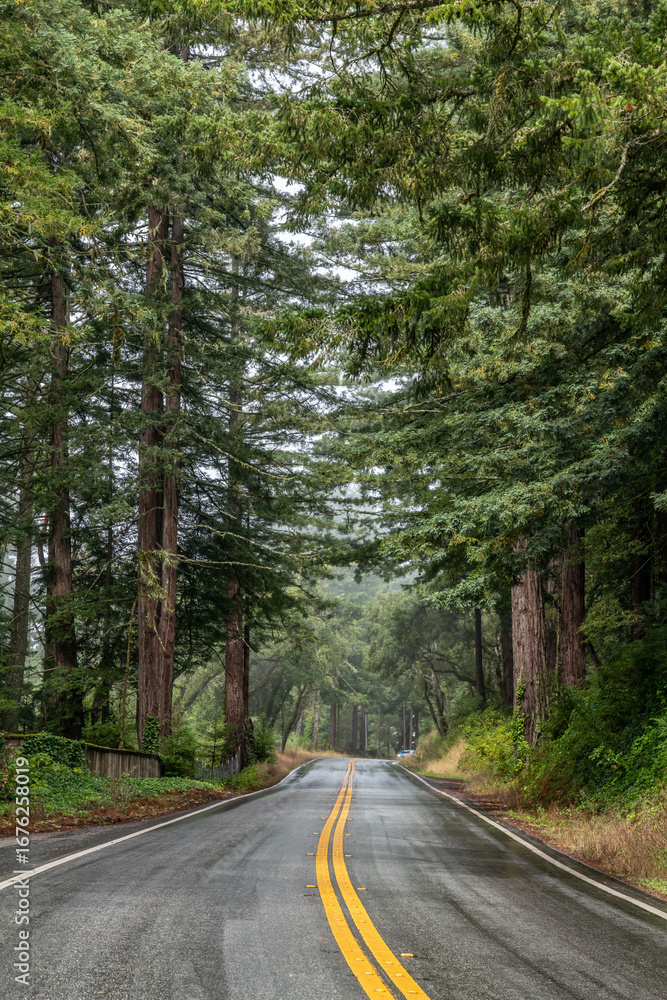 Fototapeta premium Sequoia sempervirens, family Cupressaceae (formerly treated in Taxodiaceae). coast redwood, coastal redwood and California redwood. State Route 35 (SR 35), Skyline Boulevard. Santa. Redwood City
