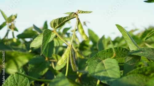 Wallpaper Mural Soybean plants grow in a lush field under a clear blue sky during the summer harvest season Torontodigital.ca