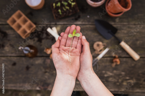 hands holding plant seedling during gardening