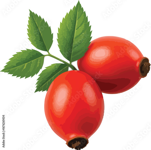 Two Red Rosehips with Green Leaves on White Background
