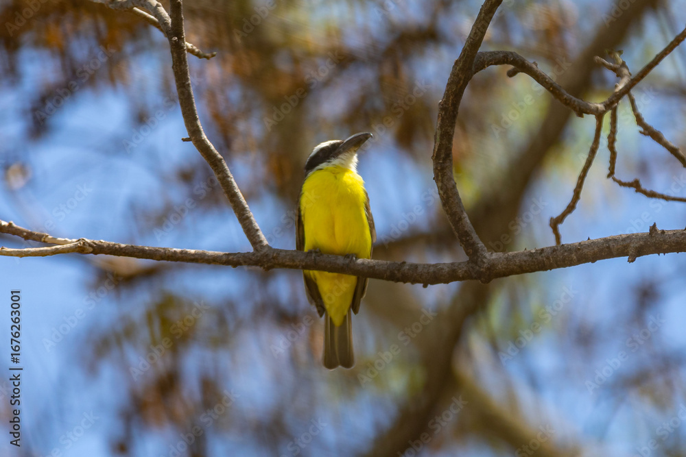 Obraz premium Bird Megarynchus pitangua known as neinei, nem nem, siriri, bentevi with a flat beak, similar to bem-te-vi