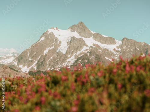 mountain landscape with snow and red flowers