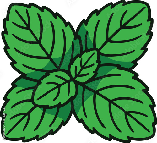 Green Mint Leaves Illustration Simple Design green leaves
