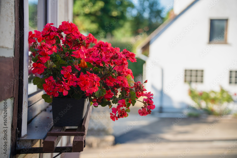 Fototapeta premium Red Flowering Potted Plant on Window Ledge of Traditional German House, Charming Tourism Destination and Authentic Architecture in Germany