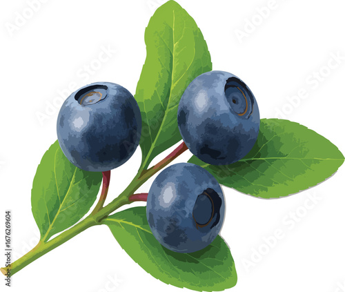 Three Blueberries on Branch with Green Leaves blue berries 1