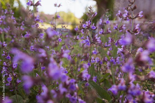 Field of sage flowers before greenhouse