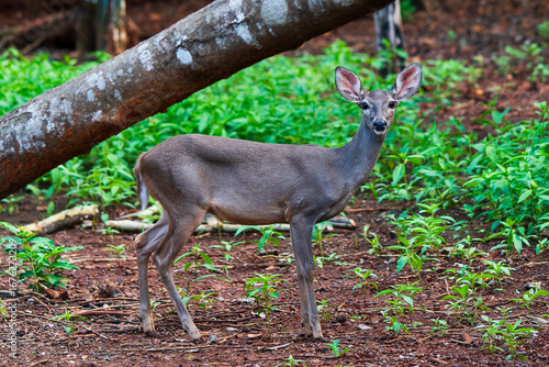 white tailed deer