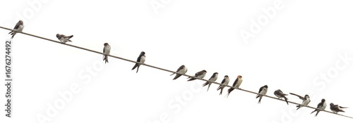 Tableau sur toile Western house martin and red-rumped swallow on wire  isolated on white, clipping
