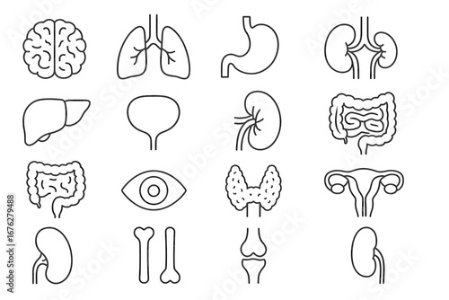 Human organ outline icons: brain, lungs, stomach, kidneys, liver, eye, thyroid, uterus