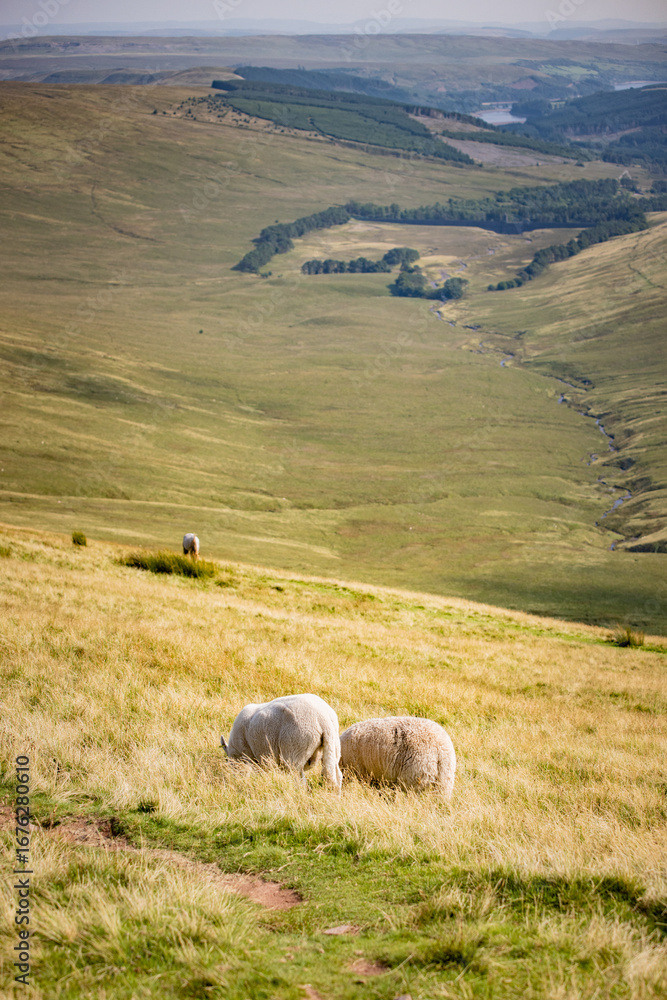 Obraz premium amazing view of the Animals and landscape in Bannau Brycheiniog National Park, Brecon Beacons, South Wales