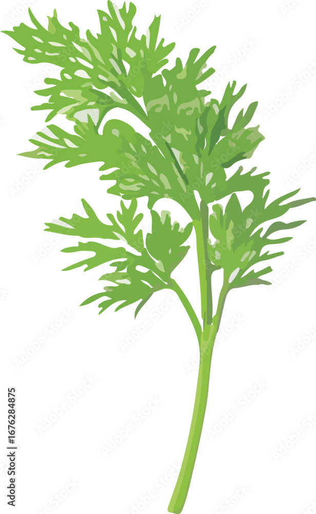 Fototapeta premium Fresh Green Cilantro Sprig Isolated White Background