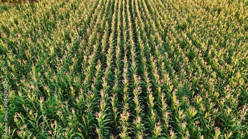 Top-down drone footage slowly moving over a field of tall corn plants this 4K video provides a detailed look at the crops showcasing the patterns and textures of a healthy harvest