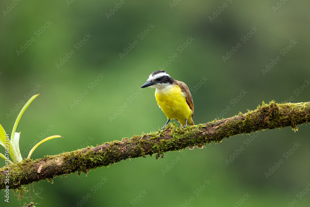 Fototapeta premium Great kiskadee (Pitangus sulphuratus) perched on a mossy branch in Costa Rica
