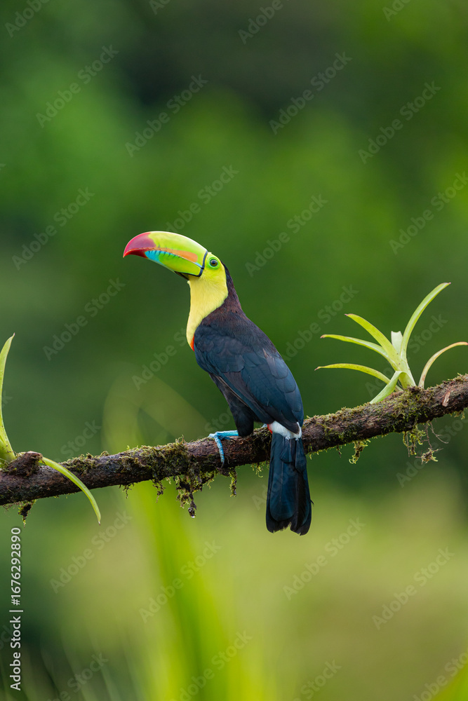 Fototapeta premium Keel billed toucan perched on mossy branch in Costa Rica rainforest