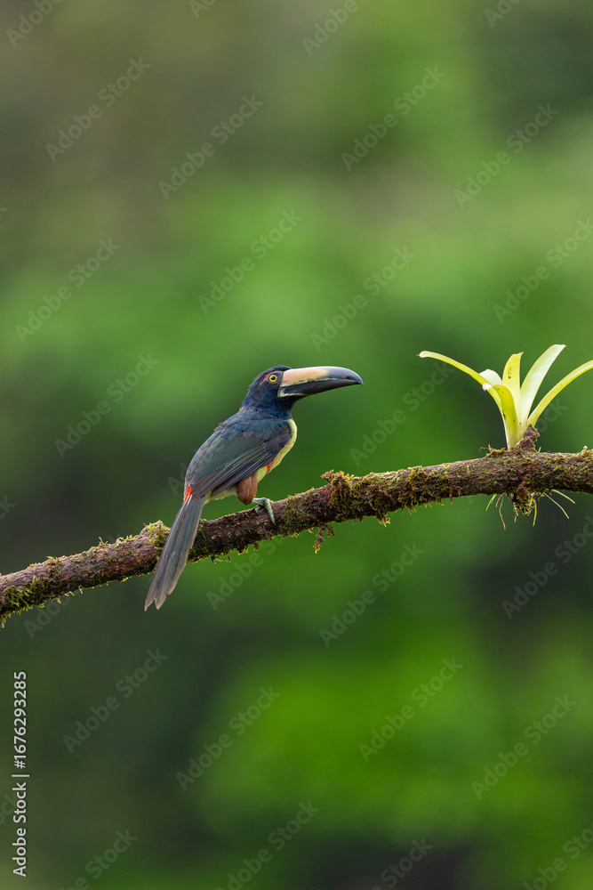 Fototapeta premium Collared aracari perched on mossy branch in Costa Rica rainforest