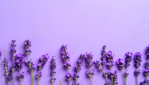 Lavender blossoms arranged on a purple background