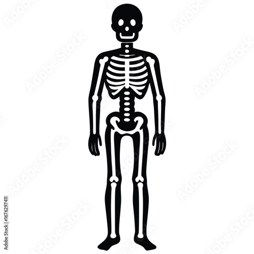 human skeleton highlighted bones on white background