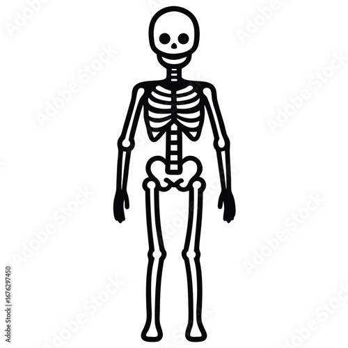 human skeleton anatomy illustration on white
