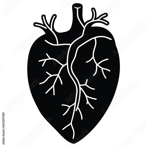 human heart anatomy glowing arteries on white