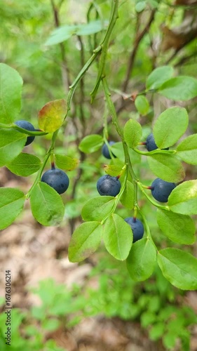 Vertical shot of ripe wild blueberries in the forest
