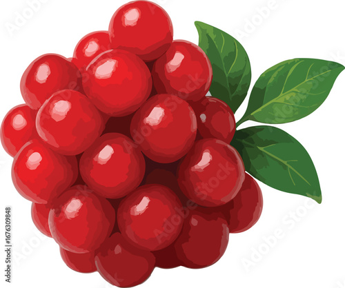 Cluster of Red Lingonberries with Green Leaves cowberries