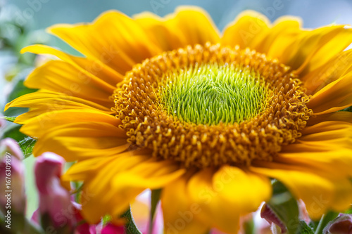 sunflower on a blue background