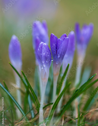 purple crocus flower