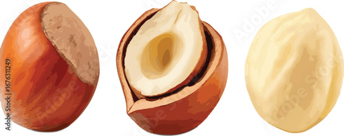Hazelnut in Shell Halved and Whole Brown and Beige Nut