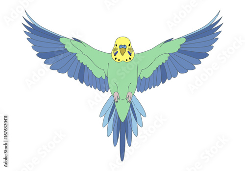 Vector illustration of a green and blue budgerigar parrot flying with its wings fully spread out, isolated on a white background