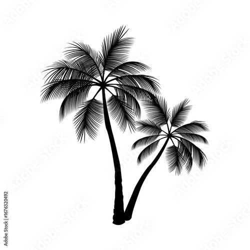 picture of a coconut tree or palm