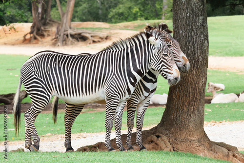 a pair of endangered Grevy zebras under shade tree