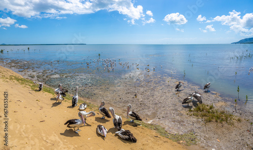 Fotografie Abundant colonies of various seabirds in the mudflats of Cairns iconic Esplanade