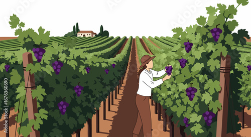 Grape Harvest in the Vineyard A woman picking grapes in a vibrant vineyard