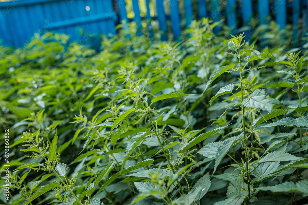 Fototapeta premium Green wall of nettles along the pathway
