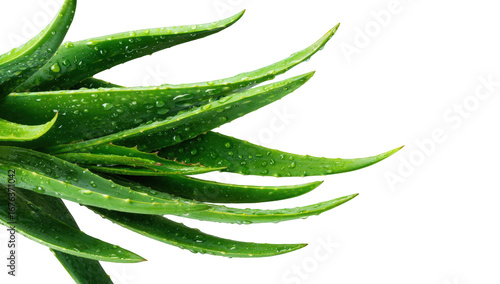 Close-up aloe vera leaves with water droplets