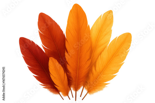 Vibrant orange and red feathers forming a fan shape on transparent background