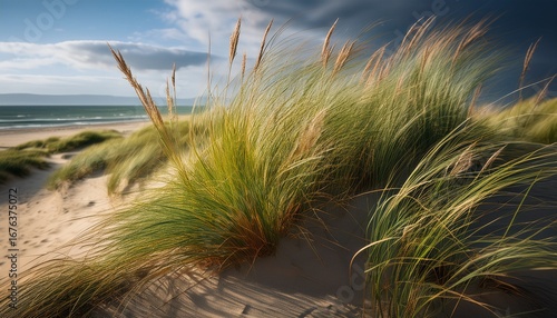 marram grass