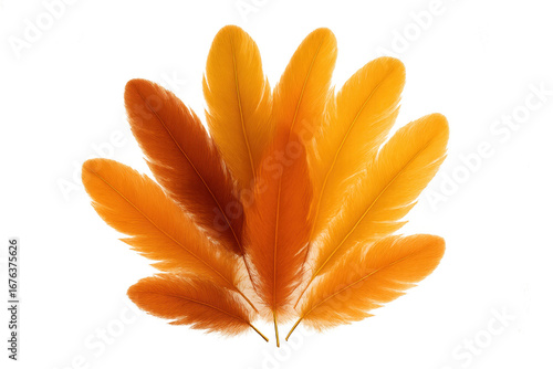 Orange feathers creating a fan shape on transparent background