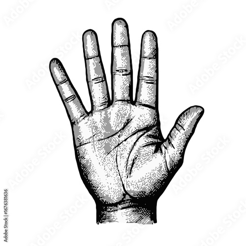 Vector art of open hand with fingers spread