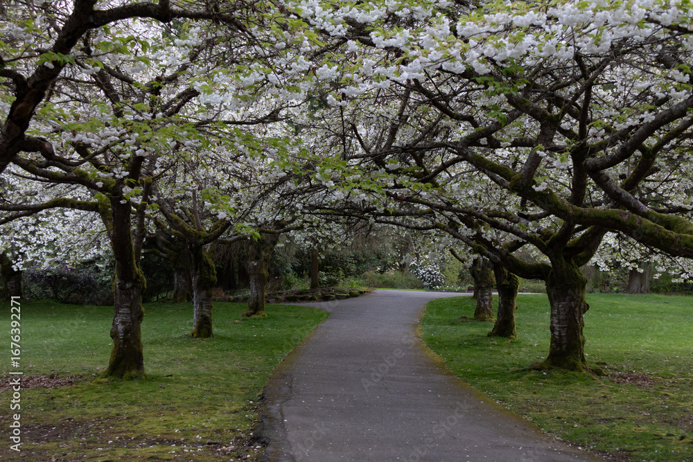 Obraz premium Empty alley under the Sakura trees.